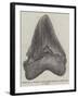 Tooth of a Gigantic Fossil Shark Found on the Coast of Malta-null-Framed Giclee Print