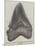 Tooth of a Gigantic Fossil Shark Found on the Coast of Malta-null-Mounted Giclee Print