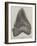 Tooth of a Gigantic Fossil Shark Found on the Coast of Malta-null-Framed Giclee Print