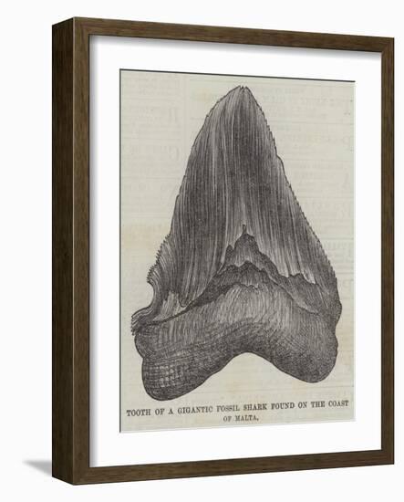 Tooth of a Gigantic Fossil Shark Found on the Coast of Malta-null-Framed Giclee Print