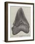 Tooth of a Gigantic Fossil Shark Found on the Coast of Malta-null-Framed Giclee Print