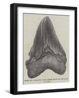 Tooth of a Gigantic Fossil Shark Found on the Coast of Malta-null-Framed Giclee Print