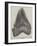 Tooth of a Gigantic Fossil Shark Found on the Coast of Malta-null-Framed Giclee Print