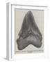 Tooth of a Gigantic Fossil Shark Found on the Coast of Malta-null-Framed Giclee Print