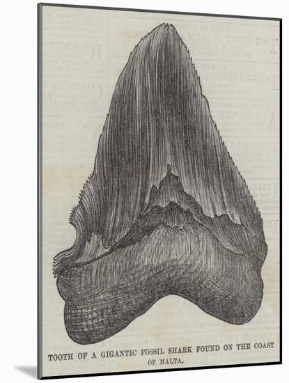 Tooth of a Gigantic Fossil Shark Found on the Coast of Malta-null-Mounted Giclee Print