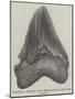 Tooth of a Gigantic Fossil Shark Found on the Coast of Malta-null-Mounted Giclee Print