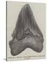 Tooth of a Gigantic Fossil Shark Found on the Coast of Malta-null-Stretched Canvas