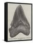 Tooth of a Gigantic Fossil Shark Found on the Coast of Malta-null-Framed Stretched Canvas