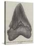 Tooth of a Gigantic Fossil Shark Found on the Coast of Malta-null-Stretched Canvas