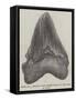 Tooth of a Gigantic Fossil Shark Found on the Coast of Malta-null-Framed Stretched Canvas