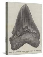 Tooth of a Gigantic Fossil Shark Found on the Coast of Malta-null-Stretched Canvas