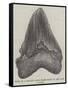 Tooth of a Gigantic Fossil Shark Found on the Coast of Malta-null-Framed Stretched Canvas