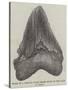 Tooth of a Gigantic Fossil Shark Found on the Coast of Malta-null-Stretched Canvas