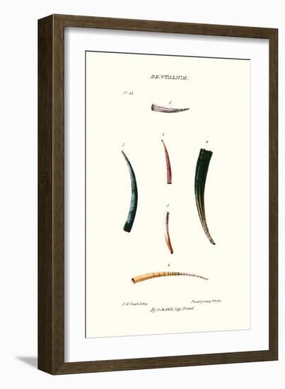 Tooth Shells-John Mawe-Framed Art Print