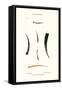 Tooth Shells-John Mawe-Framed Stretched Canvas