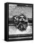 'Toothache' Gargoyles-null-Framed Stretched Canvas