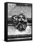 'Toothache' Gargoyles-null-Framed Stretched Canvas