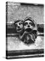 'Toothache' Gargoyles-null-Stretched Canvas