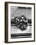 'Toothache' Gargoyles-null-Framed Photographic Print