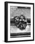 'Toothache' Gargoyles-null-Framed Photographic Print