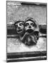 'Toothache' Gargoyles-null-Mounted Photographic Print