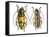 Top and Bottom View of Long Horned Beetle Glenea Sarasinorum-Darrell Gulin-Framed Stretched Canvas