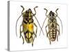 Top and Bottom View of Long Horned Beetle Glenea Sarasinorum-Darrell Gulin-Stretched Canvas