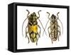 Top and Bottom View of Long Horned Beetle Glenea Sarasinorum-Darrell Gulin-Framed Stretched Canvas