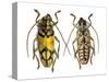 Top and Bottom View of Long Horned Beetle Glenea Sarasinorum-Darrell Gulin-Stretched Canvas