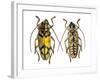 Top and Bottom View of Long Horned Beetle Glenea Sarasinorum-Darrell Gulin-Framed Photographic Print