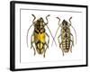 Top and Bottom View of Long Horned Beetle Glenea Sarasinorum-Darrell Gulin-Framed Photographic Print