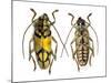 Top and Bottom View of Long Horned Beetle Glenea Sarasinorum-Darrell Gulin-Mounted Photographic Print