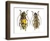 Top and Bottom View of Long Horned Beetle Glenea Sarasinorum-Darrell Gulin-Framed Photographic Print