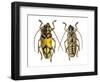 Top and Bottom View of Long Horned Beetle Glenea Sarasinorum-Darrell Gulin-Framed Photographic Print