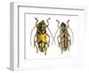 Top and Bottom View of Long Horned Beetle Glenea Sarasinorum-Darrell Gulin-Framed Photographic Print