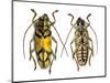 Top and Bottom View of Long Horned Beetle Glenea Sarasinorum-Darrell Gulin-Mounted Photographic Print