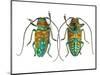 Top and Bottom View of Long Horned Beetle Sternotomis Variabilis Semirufescens-Darrell Gulin-Mounted Photographic Print