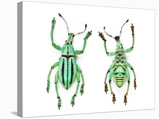 Top and Bottom View of Weevil Eupholus in the Curculionidae Family-Darrell Gulin-Stretched Canvas