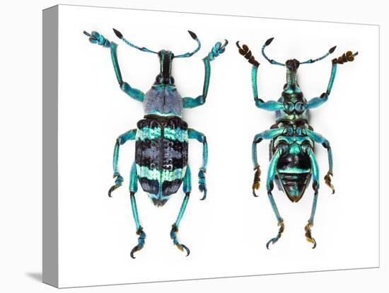 Top and Bottom View of Weevil Eupholus in the Curculionidae Family-Darrell Gulin-Stretched Canvas