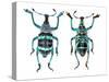 Top and Bottom View of Weevil Eupholus in the Curculionidae Family-Darrell Gulin-Stretched Canvas