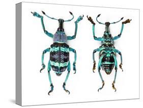 Top and Bottom View of Weevil Eupholus in the Curculionidae Family-Darrell Gulin-Stretched Canvas