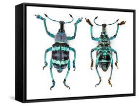 Top and Bottom View of Weevil Eupholus in the Curculionidae Family-Darrell Gulin-Framed Stretched Canvas