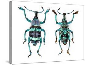 Top and Bottom View of Weevil Eupholus in the Curculionidae Family-Darrell Gulin-Stretched Canvas