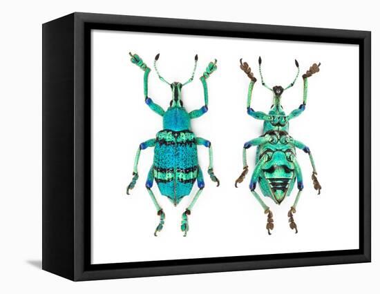 Top and Bottom View of Weevil Eupholus in the Curculionidae Family-Darrell Gulin-Framed Stretched Canvas