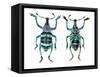 Top and Bottom View of Weevil Eupholus in the Curculionidae Family-Darrell Gulin-Framed Stretched Canvas