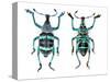 Top and Bottom View of Weevil Eupholus in the Curculionidae Family-Darrell Gulin-Stretched Canvas