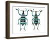 Top and Bottom View of Weevil Eupholus in the Curculionidae Family-Darrell Gulin-Framed Photographic Print