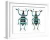 Top and Bottom View of Weevil Eupholus in the Curculionidae Family-Darrell Gulin-Framed Photographic Print