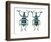 Top and Bottom View of Weevil Eupholus in the Curculionidae Family-Darrell Gulin-Framed Photographic Print