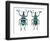 Top and Bottom View of Weevil Eupholus in the Curculionidae Family-Darrell Gulin-Framed Photographic Print